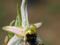 Ophrys montis-leonis