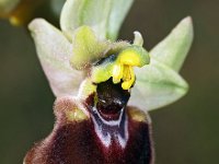 Ophrys normanii 13, Saxifraga-Hans Dekker