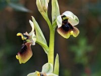 Ophrys normanii 2, Saxifraga-Hans Dekker