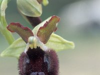 Ophrys promontori