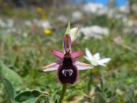 Ophrys pseudobertolonii