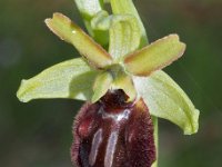 Ophrys sphegodes 46, Spinnenorchis, Saxifraga-Hans Dekker