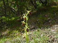 Ophrys sphegodes 53, Saxifraga-Hans Grotenhuis