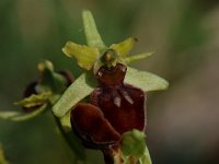 Ophrys sphegodes 1, Saxifraga-Willem van Kruijsbergen