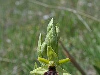 Ophrys sphegodes 10, Saxifraga-Jeroen Willemsen