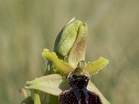 Ophrys sphegodes 23, Saxifraga-Willem van Kruijsbergen