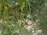 Ophrys sphegodes 24, Saxifraga-Willem van Kruijsbergen