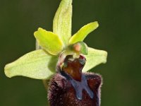 Ophrys sphegodes 28, Saxifraga-Hans Dekker