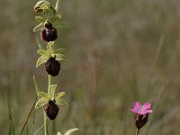 Ophrys sphegodes 31, Saxifraga-Bas Klaver