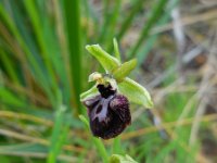 Ophrys sphegodes 32, Saxifraga-Ed Stikvoort