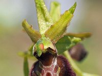 Ophrys sphegodes 35, Saxifraga-Hans Dekker