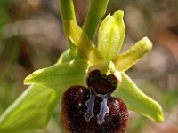 Ophrys sphegodes 4, Saxifraga-Hans Dekker