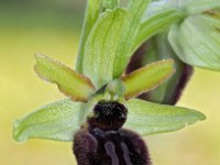 Ophrys sphegodes 45, Spinnenorchis, Saxifraga-Hans Dekker