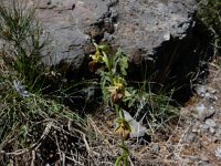 Ophrys sphegodes ssp herae 41, Saxifraga-Peter Meininger