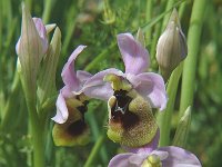 Ophrys tenthredinifera, Sawfly Orchid