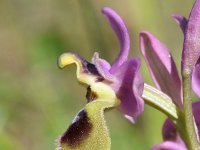 Ophrys tenthredinifera 143, Saxifraga-Sonja Bouwman  Wolzweverophrys, Sawfly orchid - Ophrys tenthredinifera - Orchidaceae familie