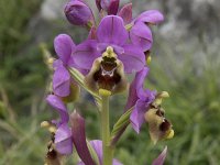 Ophrys tenthredinifera 146, Saxifraga-Willem van Kruijsbergen