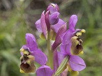 Ophrys tenthredinifera 148, Saxifraga-Willem van Kruijsbergen