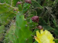 Opuntia monacantha 2, Saxifraga-Ed Stikvoort