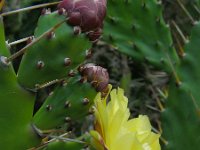 Opuntia monacantha 3, Saxifraga-Ed Stikvoort