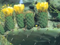 Opuntia monacantha 5, Saxifraga-Jan van der Straten