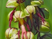 Orchis anthropophora 36, Poppenorchis, Saxifraga-Hans Dekker