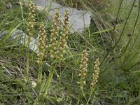 Orchis anthropophora 37, Poppenorchis, Saxifraga-Willem van Kruijsbergen