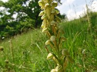 Orchis anthropophora 44, Poppenorchis, Saxifraga-Hans Grotenhuis