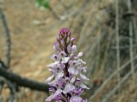 Orchis canariensis