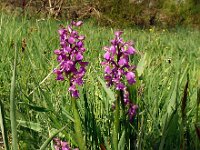Orchis champagneuxii 17, Saxifraga-Hans Grotenhuis