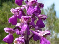 Orchis champagneuxii 18, Saxifraga-Hans Grotenhuis