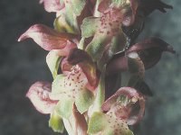 Orchis coriophora 1, Wantsenorchis, Saxifraga-Hans Dekker