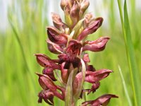 Orchis coriophora 3, Wantsenorchis, Saxifraga-Hans Dekker