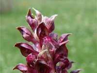 Orchis coriophora 8, Wantsenorchis, Saxifraga-Jasenka Topic
