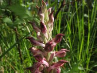 Orchis coriophora 9, Saxifraga-Rutger Barendse
