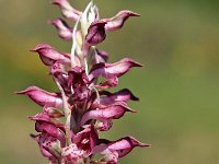 Orchis coriophora ssp fragrans 11, Saxifraga-Hans Dekker