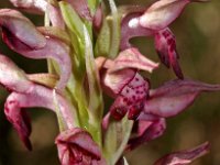 Orchis coriophora ssp fragrans 12, Saxifraga-Hans Dekker
