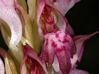 Orchis coriophora ssp fragrans 13, Saxifraga-Hans Dekker