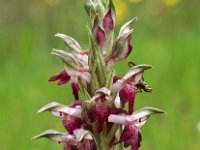 Orchis coriophora ssp fragrans 15, Saxifraga-Hans Dekker