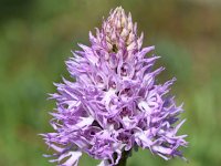 Orchis italica 84, Saxifraga-Sonja Bouwman  Naked man orchid - Orchis italica - Orchidaceae familie; Vale da Telha, Praia da Boca do Rio (Pt)