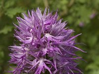 Orchis italica 1, Saxifraga-Willem van Kruijsbergen