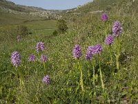 Orchis italica 12, Saxifraga-Willem van Kruijsbergen