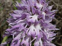 Orchis italica 13, Saxifraga-Willem van Kruijsbergen