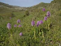 Orchis italica 14, Saxifraga-Willem van Kruijsbergen