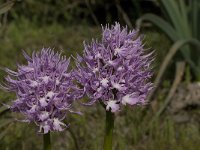 Orchis italica 16, Saxifraga-Willem van Kruijsbergen