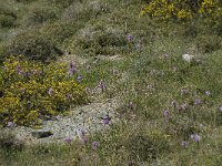 Orchis italica 18, Saxifraga-Willem van Kruijsbergen