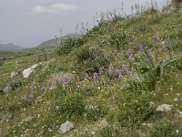 Orchis italica 21, Saxifraga-Willem van Kruijsbergen