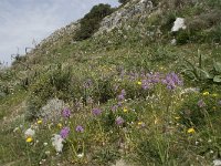 Orchis italica 22, Saxifraga-Willem van Kruijsbergen