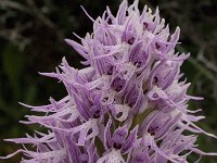 Orchis italica 26, Saxifraga-Willem van Kruijsbergen