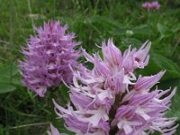 Orchis italica 31, Saxifraga-Rutger Barendse